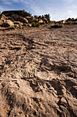 Dinosaur tracks, Utah, USA