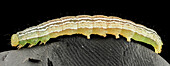 Velvetbean caterpillar