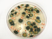 Petri dish containing fungi colonies collected from the ISS