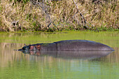 Terrapin on the head of a hippo
