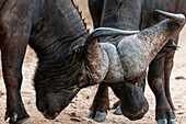 Two African buffalos sparring