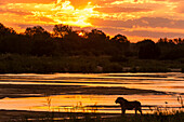 Lion walking along a river at sunset