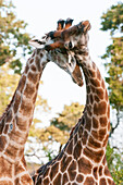 Giraffes sparring