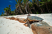 Sea turtle crawling back to the sea after nesting