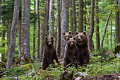 Female European brown bear and cubs