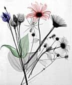Bouquet of flowers and spide, X-ray