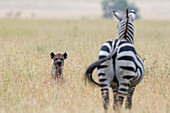 Spotted hyena trying to attack a plains zebra