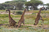 Three Masai giraffes jumping