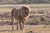 Male lion patrolling territory