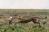 Cheetah mother and cub playing