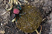 Dung beetle rolling dung