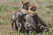 Female cheetah with four cubs feeding