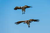 Two white-backed vultures in flight