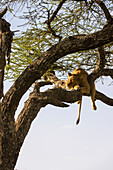 Lioness sleeping on a tall tree