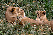 Six week old lion cub on its mother