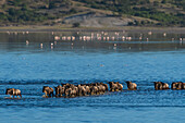 Migrating wildebeest crossing Lake Ndutu, Tanzania