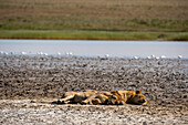 Two lions resting in Ndutu, Tanzania