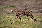 Cheetah walking