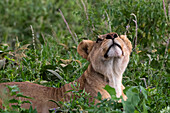 Lioness resting on grass