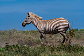 Amelanistic plains zebra