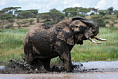 African elephant having a mud bath