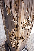 Wooden post damaged by beetles