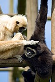 Gibbons in South Lakes zoo