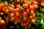 Orange Pyracantha berries