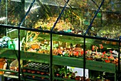 Domestic greenhouse