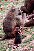 Baboon and baby in South Lakes zoo