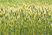 Wheat field in Turkey