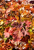 Oakleaf hydrangea in autumn