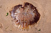 Jellyfish on a beach in Scotland
