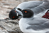 Pair of swallow-tailed gulls