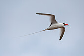 Red-billed tropicbird in flight