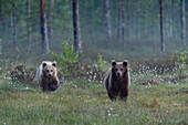 Two juvenile European brown bears walking in a forest