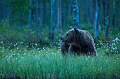 European brown bear walking in the forest at night