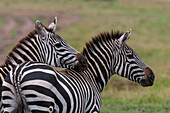 Two common zebras in alarm