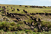 Herd of wildebeest climbing up a river bank