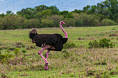 Male ostrich walking