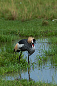 Grey-crowned crane