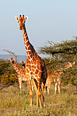 Wary Masai giraffes watching and eating