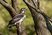 Martial eagle perched on a tree branch