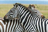 Pair of Plains zebras in Masai Mara National Reserve, Kenya