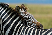 Plains zebra foal hiding behind its mother