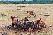 Spotted hyenas feeding on wildebeest while still alive