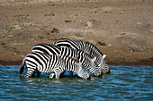 Plains zebras drinking at water hole