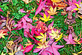 Maple (Acer sp.) leaves in autumn