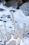 Ice covered grass