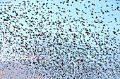 Common starlings